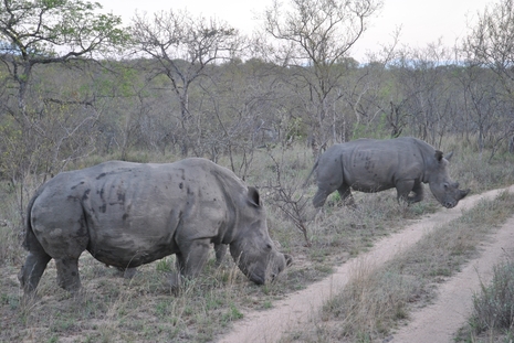 rhino Karongwe