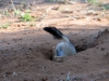 chacal petit Karongwe (2)