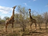 girafe Karongwe (2)