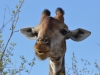 girafe Karongwe (3)