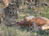 guepard Karongwe (5)