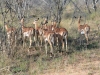 impala Karongwe