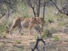 leopard Karongwe (1)