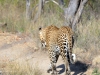 leopard Karongwe (6)