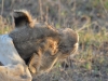 lion Karongwe (10)