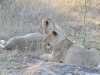 lion Karongwe (5)