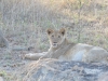 lion Karongwe (6)
