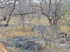 lion Karongwe (7)