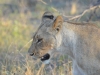 lion Karongwe (8)
