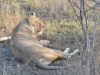 lion Karongwe (9)