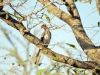 oiseau Calao leucomèle face Karongwe