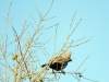 oiseau Touraco concolore Karongwe