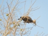 oiseau Touraco concolore avec hupe karongwe