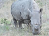 rhino Karongwe (3)