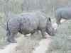 rhino Karongwe (5)