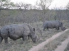 rhino Karongwe