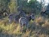 zebre Karongwe