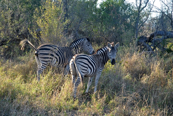 zebre Karongwe