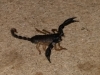 Karongwe scorpions