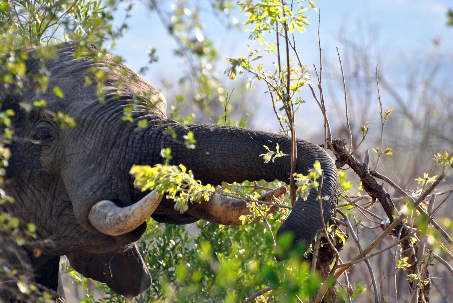 Elephant branche kruger
