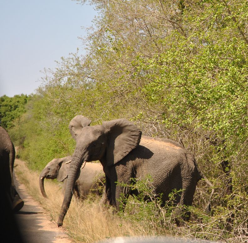 Elephant sur la route kruger