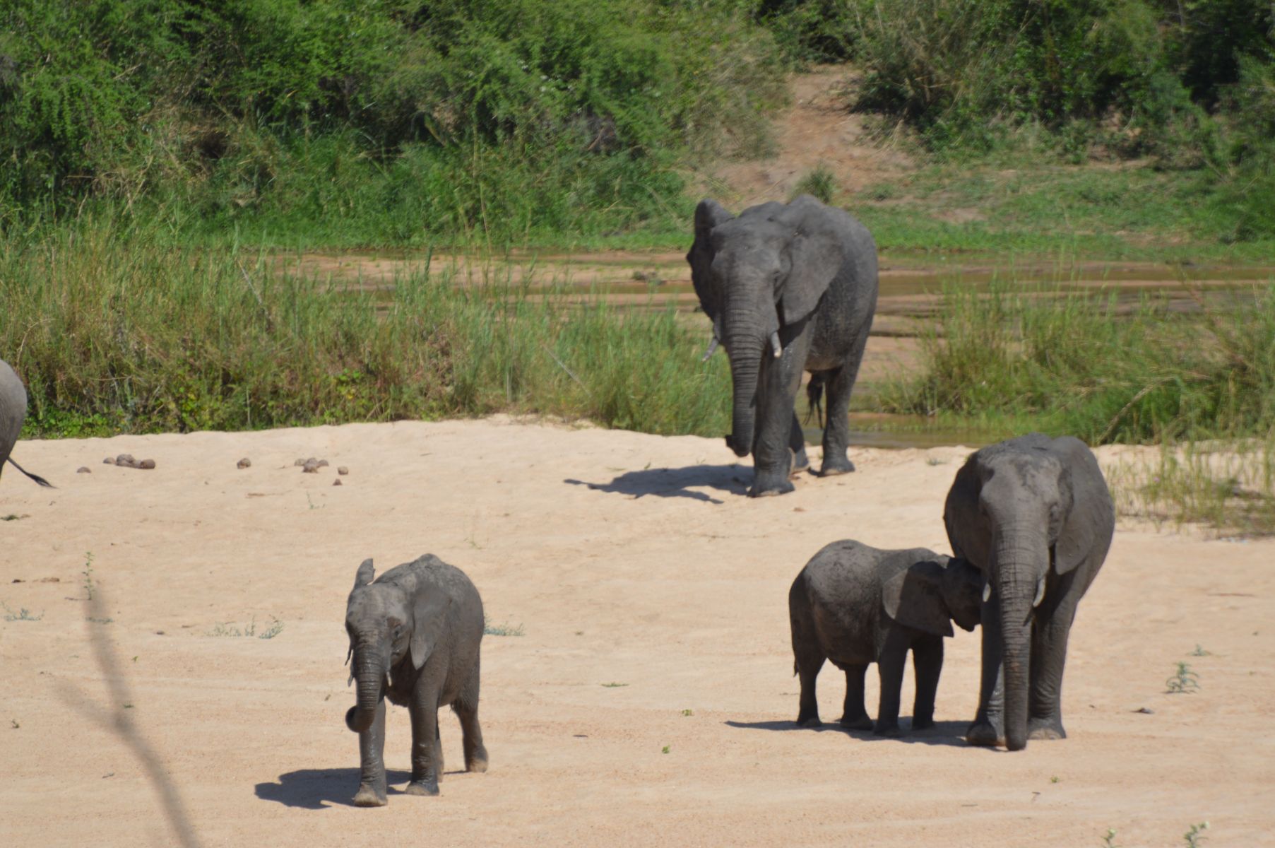 elephants famille kruger