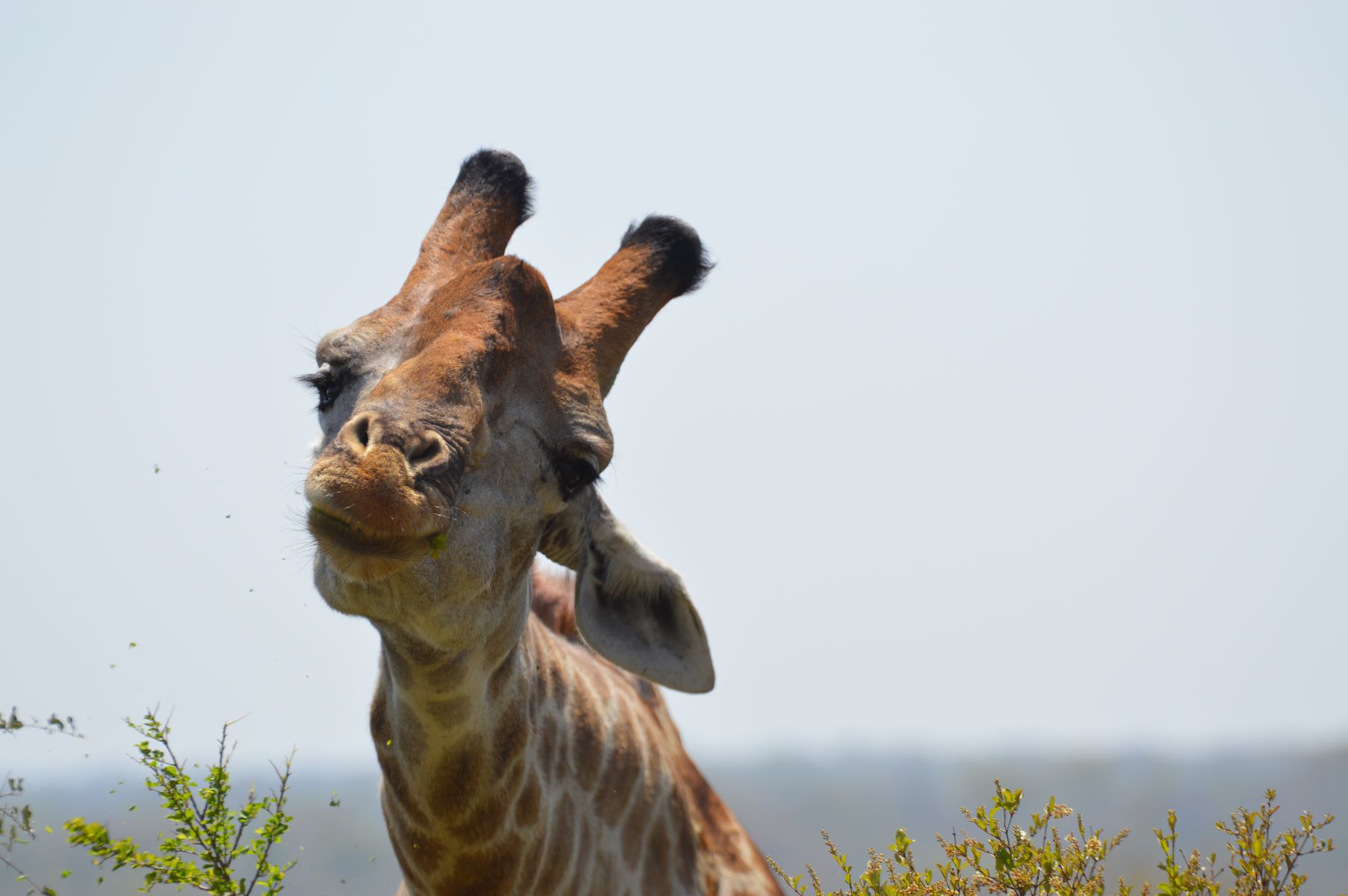 girafe bisous kruger