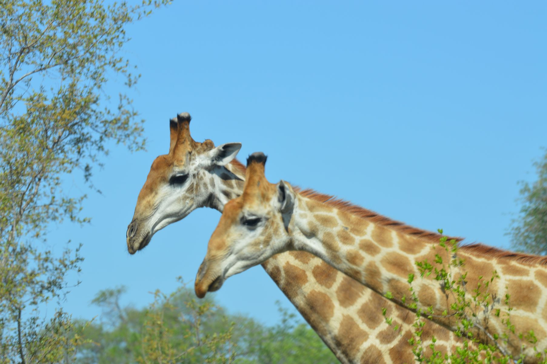 girafe copine kruger
