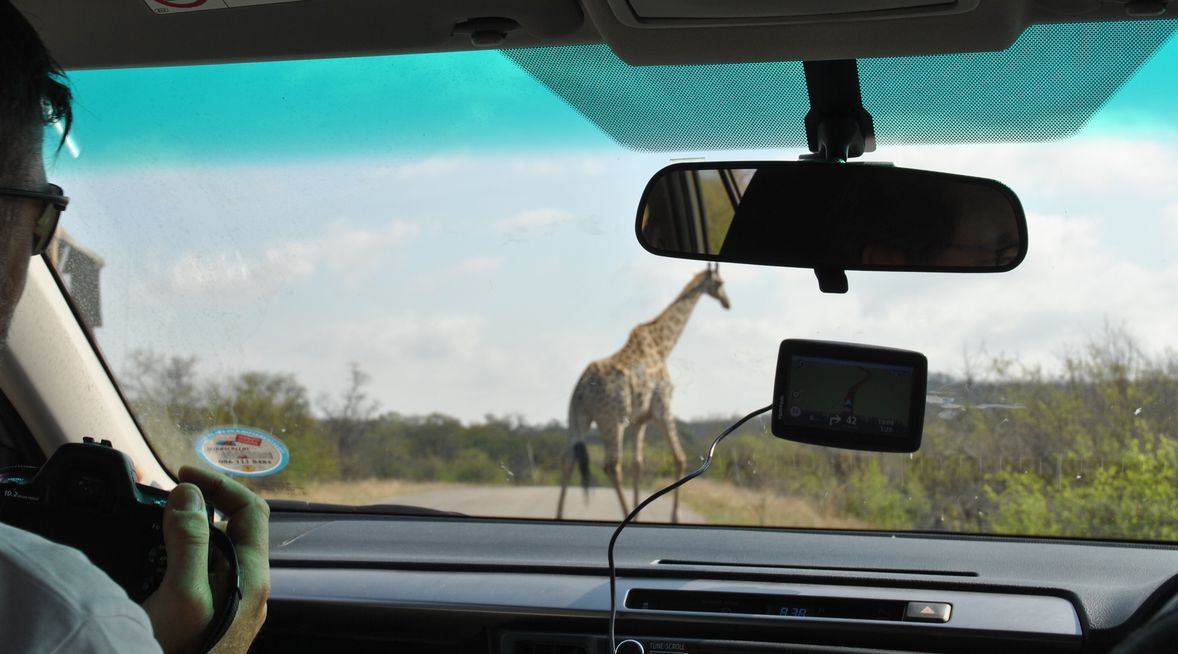girafedepuis voiture kruger