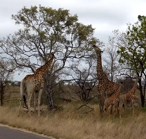 girafes broutant kruger