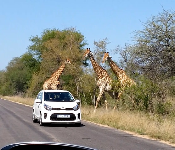 girafes et voiture kruger