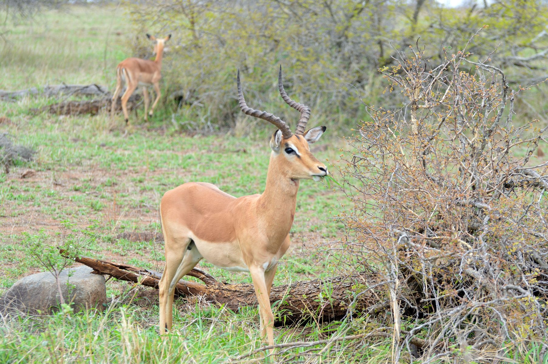 impala beau male kruger