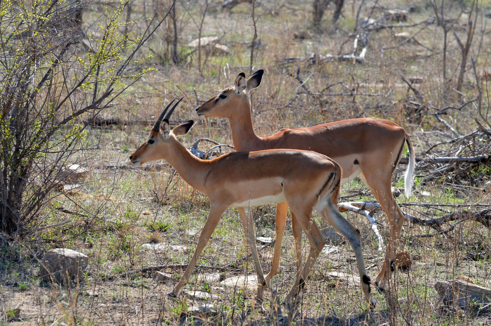 impala femelle et son fils kruger