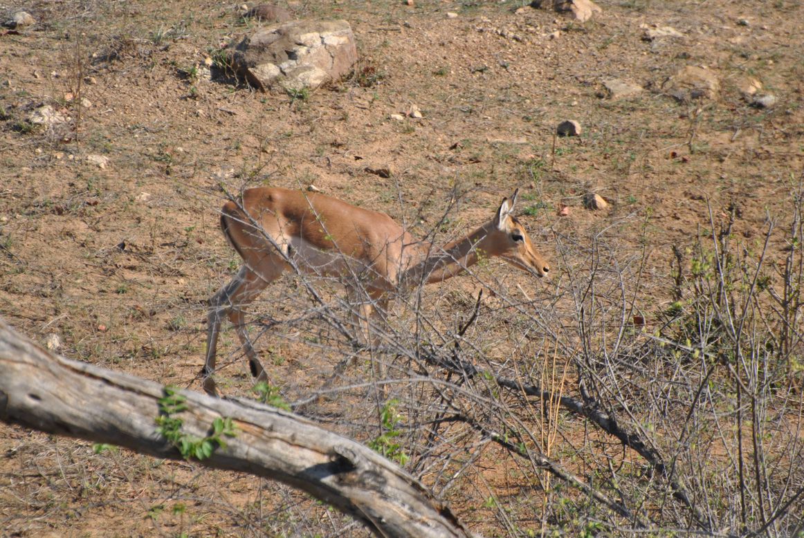 impala femelle kruger