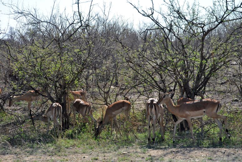 impala groupe kruger