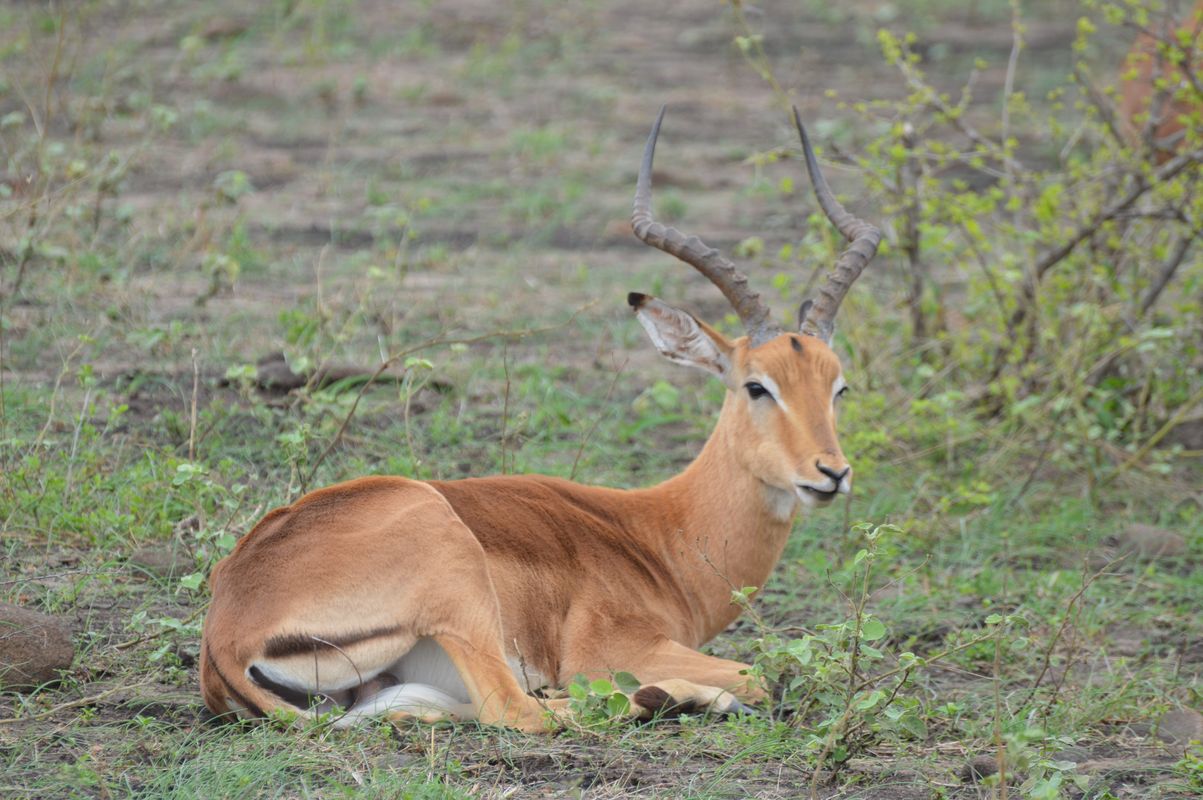 impala male assis kruger