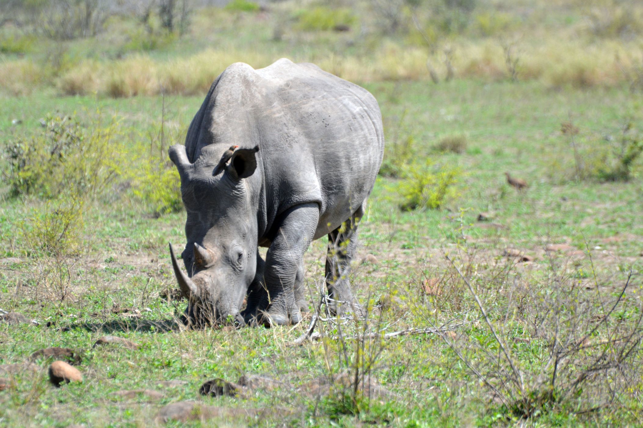 rhino broutant kruger