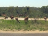 impala troupeau kruger