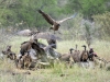 rapace groupe kruger