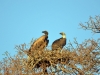 vautours couple kruger