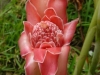 jardin-botanic-pamplemousse-5-porcelaine