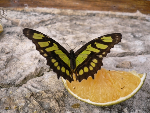 papillon (5)