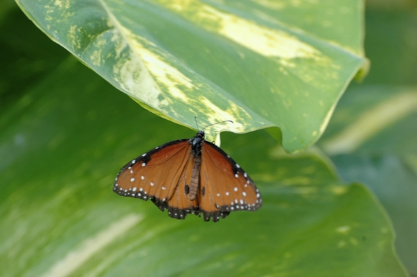 papillon (7)