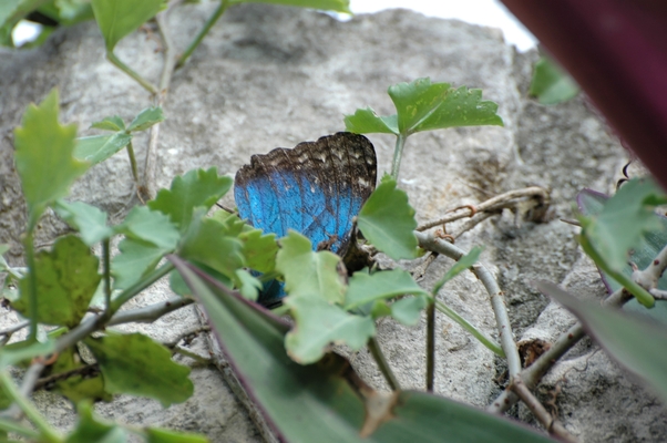 papillon (8)