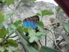 papillon (8)