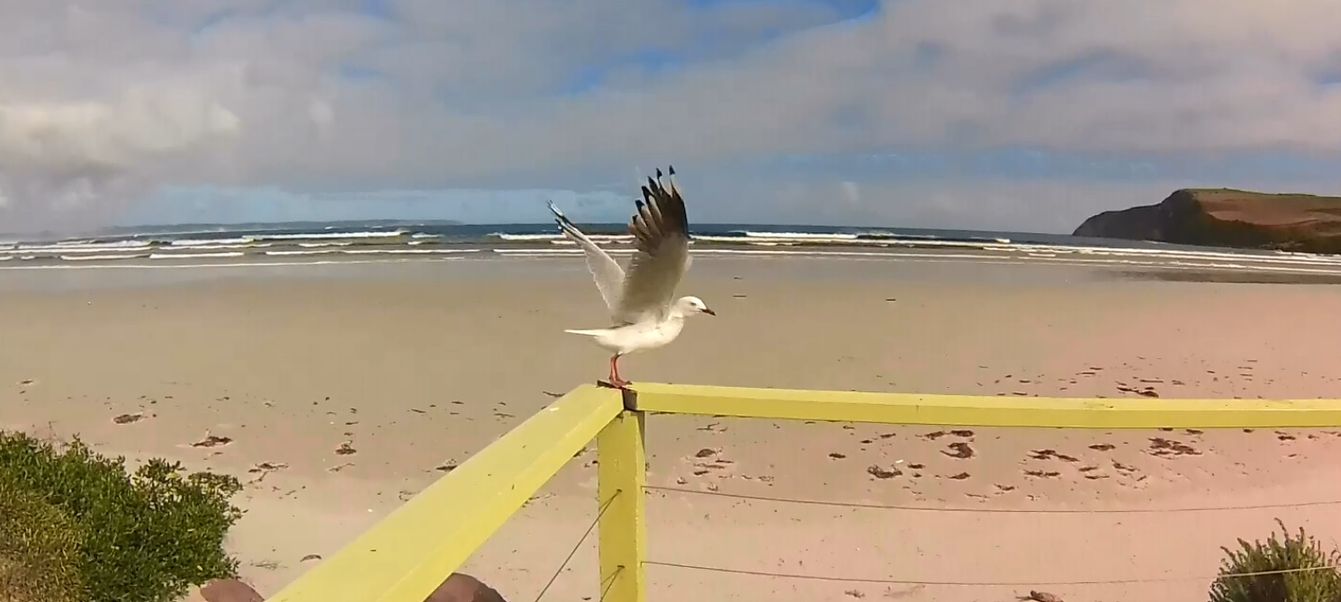 bridgewatter seagull (2)